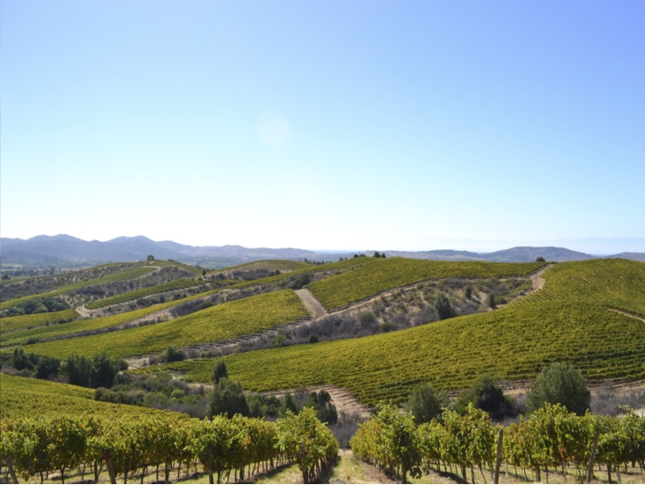 יקב קונצ'ה אי טורו