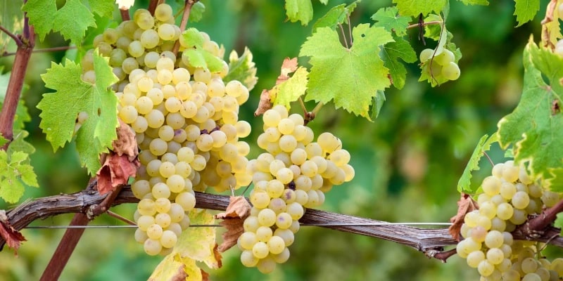 ענבי רוארו ארנייז בשלים