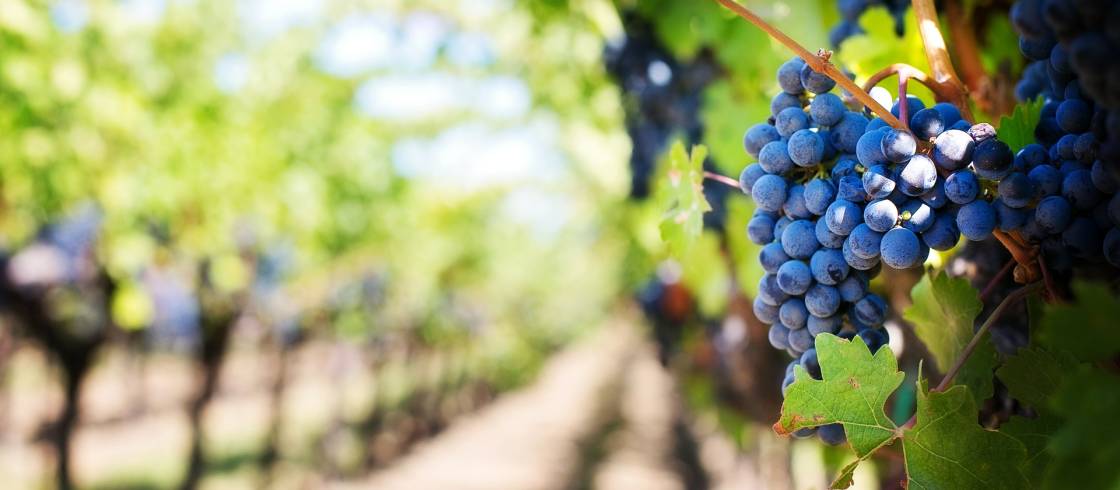 ענבי קברנה פרנק בשלים על הגפן