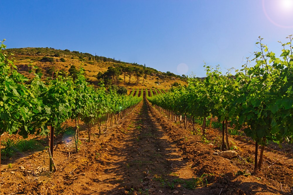 הטרואר וההיסטוריה של היין בישראל