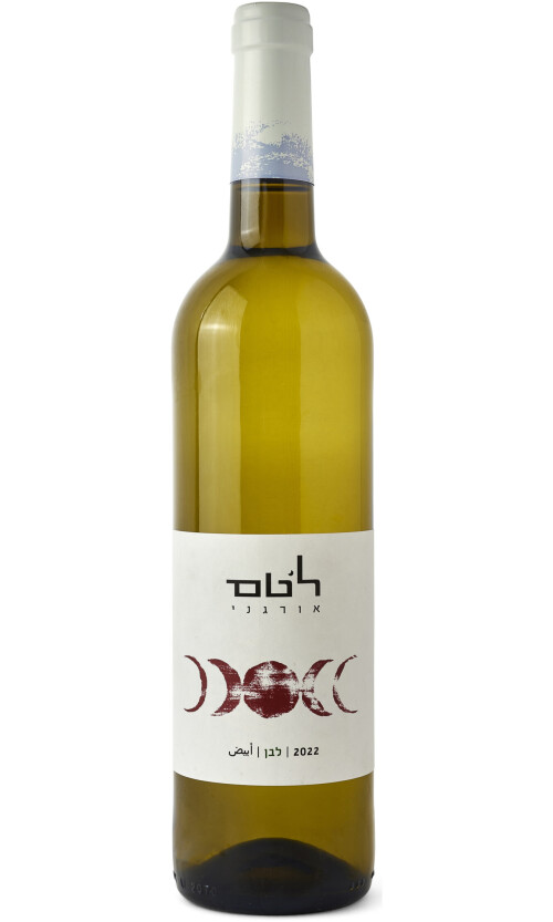 ⁦לטם לבן⁩ – תמונה ⁦1⁩