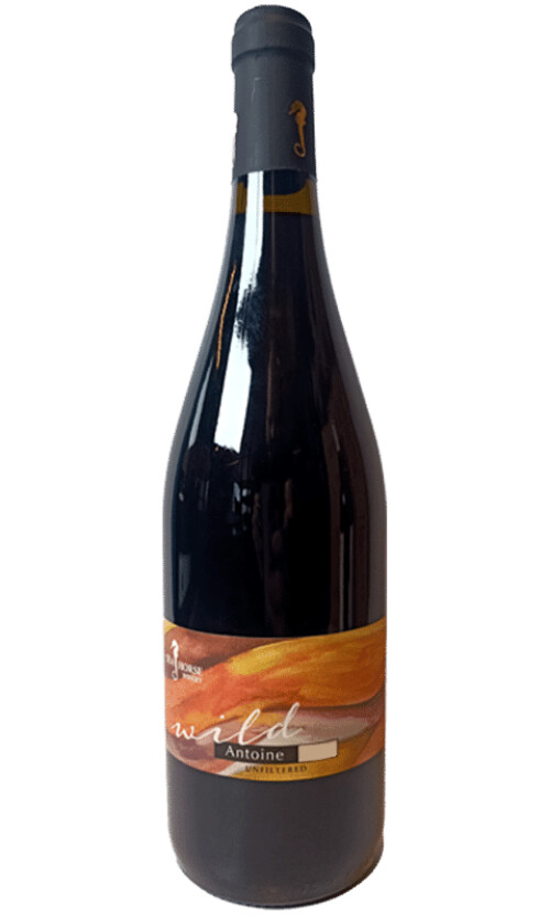 ⁦סוסון ים אנטואן 2016⁩ – תמונה ⁦1⁩