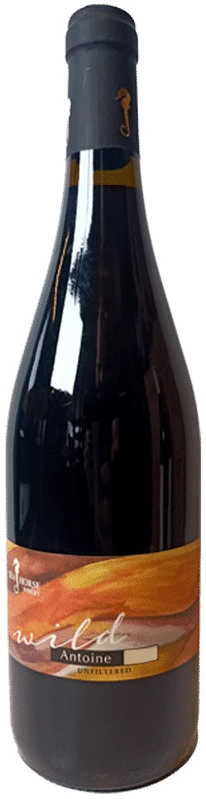 סוסון-ים-אנטואן-2015