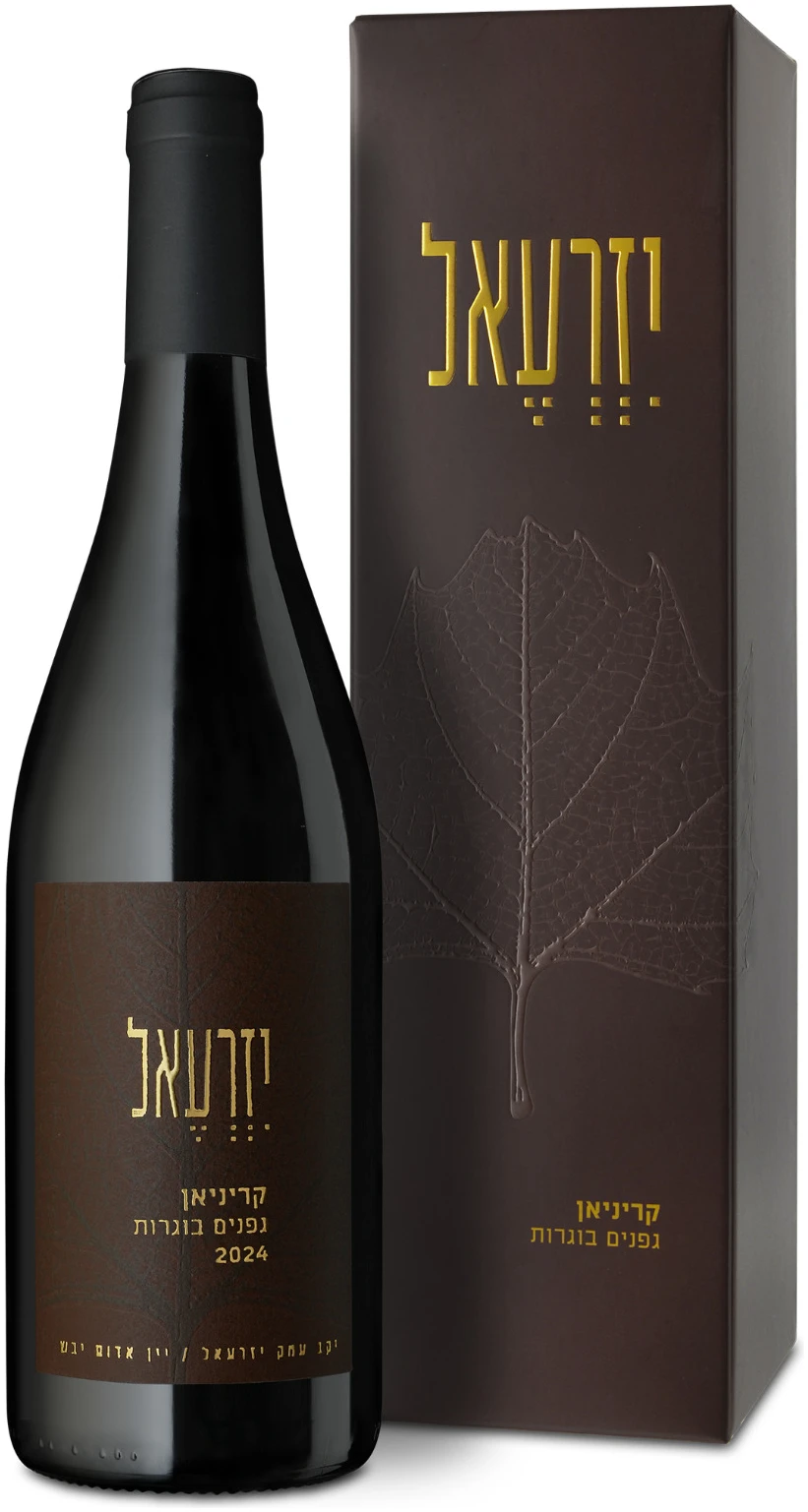 עמק יזרעאל קריניאן גפנים בוגרות עמק יזרעאל קריניאן גפנים בוגרות – תמונה 1